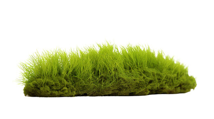 Green moss with grass isolated on transparent and white background.PNG image - obrazy, fototapety, plakaty