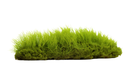 Green moss with grass isolated on transparent and white background.PNG image