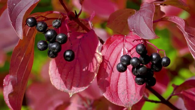 Black buckthorn berries in autumn against a background of purple-violet leaves. An ornamental shrub in the garden