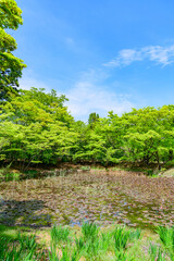 さわやかな新緑　福島 浄楽園
