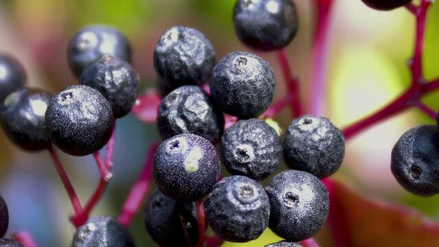 Close-up. Beautiful texture of ripe black berries of Frangula alnus. Medicinal plant