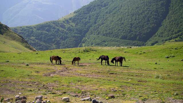 Horses graze in the mountains with green grass in the background