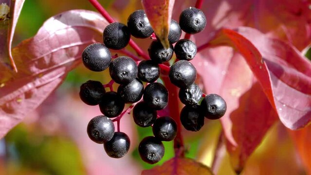 Black buckthorn berries in autumn. Rhamnus frangula shrub for creating hedges, designs. The poisonous plant Rhamnus frangula