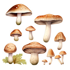 watercolor painting realistic mushroom isolated on white background. Clipping path included.