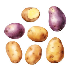 watercolor painting realistic Potato on white background. Clipping path included.
