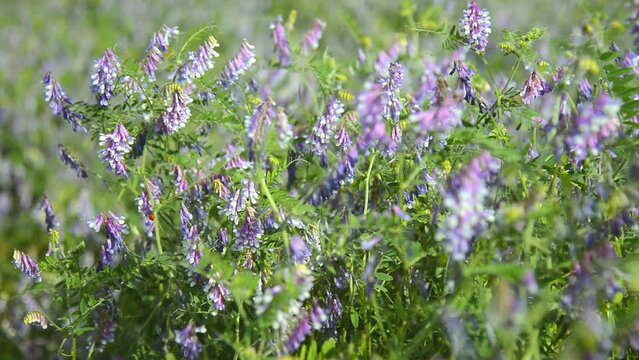 Purple wildflowers vetch bush in the wind on a sunny summer day in the afternoon. Vicia villosa