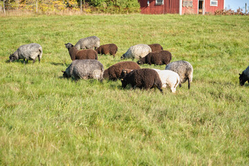 Dorper sheep, Gotland sheep and mixed breeds of both breeds grazing in a meadow in summer on a sunny day in Skaraborg Sweden