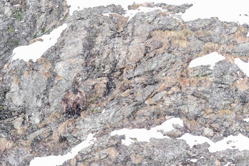Fighting with the winter season, fine art portrait of Alpine ibex male (Capra ibex) - 745231900