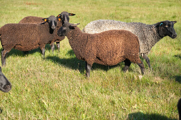 Dorper sheep, Gotland sheep and mixed breeds of both breeds grazing in a meadow in summer on a sunny day in Skaraborg Sweden