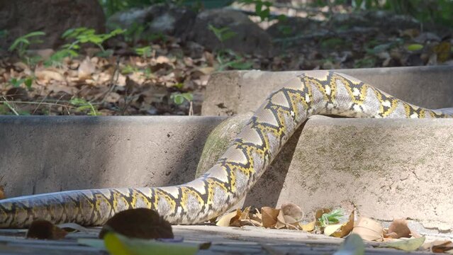 Python crawls on rocks and grass.