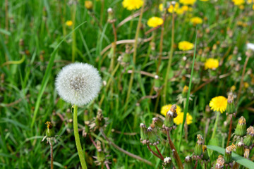 white dandelion isolated on the green field copy space 