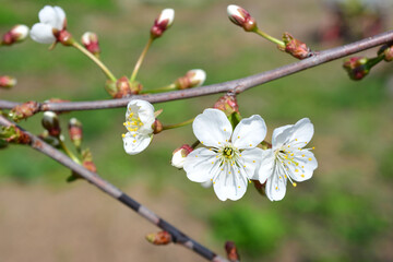 blooming cherry tree with white flowers close up 