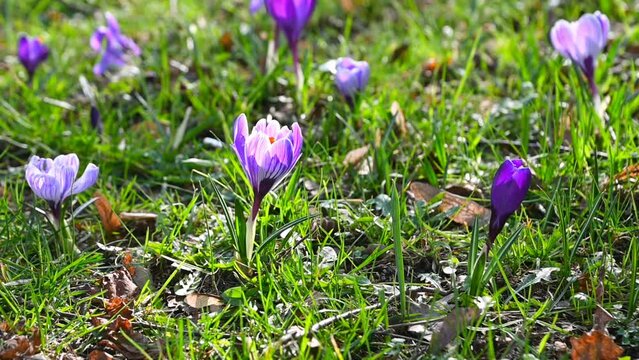 Purple crocus flowers on a sunny day in early spring in the forest or park