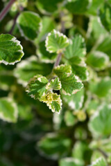 Swedish ivy Marginatus leaves