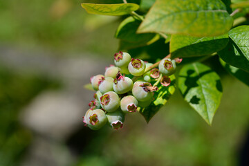 Blueberry Brigitta Blue unripe fruit