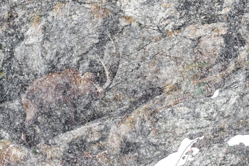 Snowstorm on the king of the alps, fine art portrait of Alpine ibex (Capra ibex) - 745233508