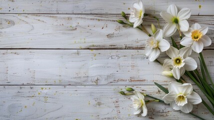 white textured rustic wooden background with Daffodils on the right, flat lay, copy space