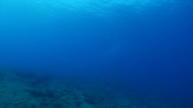 sarda striped bonito fish school underwater blue ocean scenery patroling in schools chasing and hunting the silversides