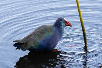 African reed hen feeding in shallow water