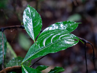 Blätter im Regenwald im Bwindi Impenetrable National Park, Uganda.