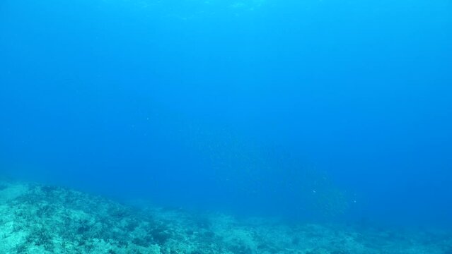 sarda striped bonito fish school underwater blue ocean scenery patroling in schools chasing and hunting the silversides