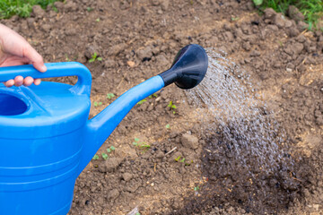 A gardener waters a bed of vegetable seedlings from a watering can. Growing and watering plants in the garden