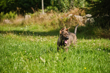 Beautiful German Shepherd puppies playing on a meadow in summer on a sunny day in Skaraborg Sweden