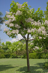 Catalpa bignionoides is a tree native to the southeastern United States also known as  southern catalpa, cigartree, and Indian bean tree - obrazy, fototapety, plakaty
