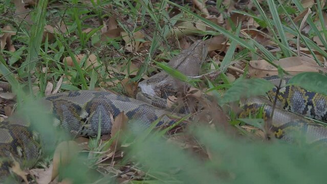 Python crawls on rocks and grass.