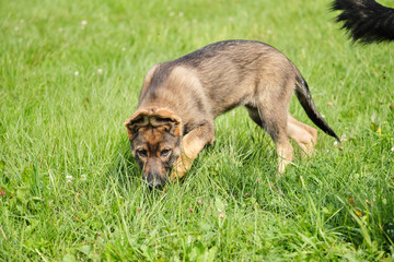 Beautiful German Shepherd puppies playing on a meadow in summer on a sunny day in Skaraborg Sweden