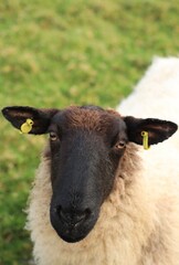 Closeup of Suffolk breed ewe sheep 