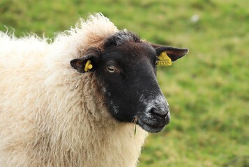 Closeup of Suffolk breed ewe sheep in field on farmland in rural Ireland in springtime 