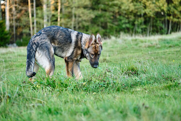 Beautiful young German Shepherd female dog in a meadow in summer on a sunny day in Skaraborg Sweden