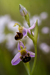 wild orchid Ophris apifera Sardinia, Italy