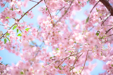 河津桜と空
