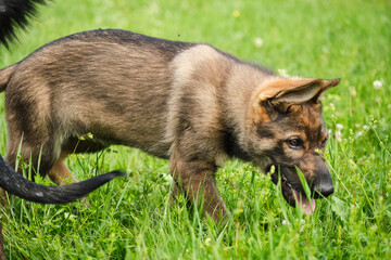 Beautiful German Shepherd puppies playing on a meadow in summer on a sunny day in Skaraborg Sweden