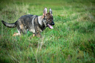 Beautiful young German Shepherd female dog in a meadow in summer on a sunny day in Skaraborg Sweden