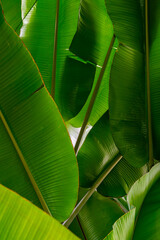 zdrowe piękne zielone liście bananowca