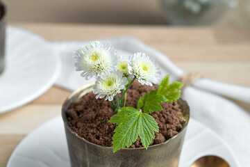 Dessert in the form of a pot with earth and flowers