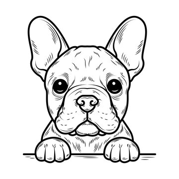 recommend clip art: Line art French bulldog illustration. Ink style, cute animal for print. Vector linear silhouette. Transparent fill, black lines. Isolated on white background