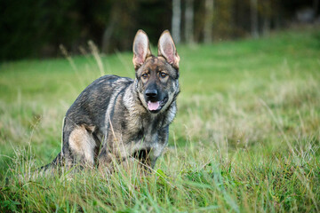 Beautiful young German Shepherd female dog in a meadow in summer on a sunny day in Skaraborg Sweden
