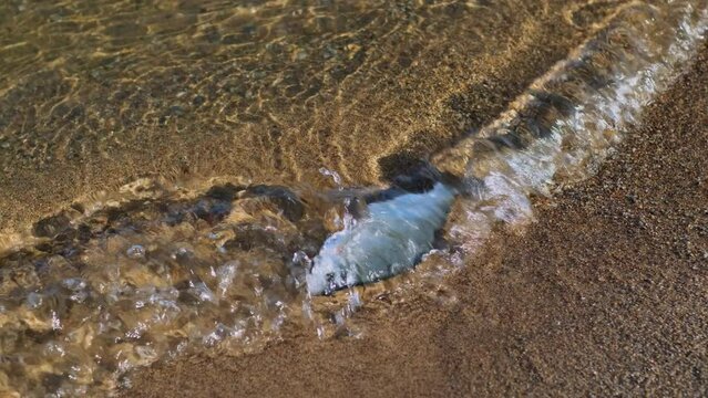 A dying freshwater river fish splashes in the water near the sandy shore. Environmental disasters, helminth infestation, global warming, climate change.