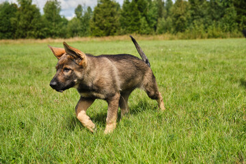 Beautiful German Shepherd puppies playing on a meadow in summer on a sunny day in Skaraborg Sweden