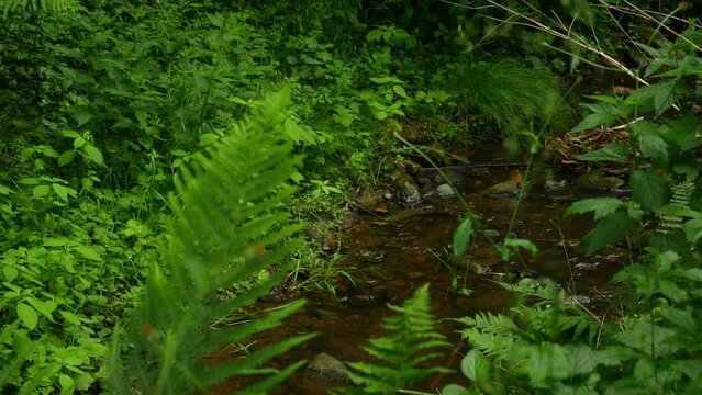Water Stream in a Forest with Lush Wild Fern in Spring in Austria Europe