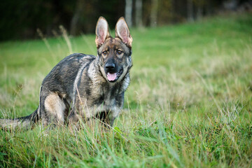 Beautiful young German Shepherd female dog in a meadow in summer on a sunny day in Skaraborg Sweden