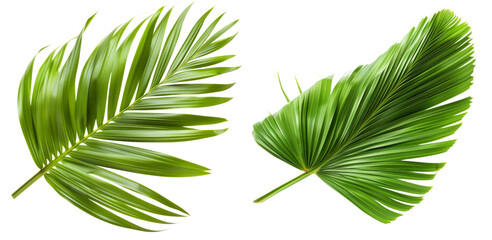 Collection of palm leaves in transparent background, natural tropical plant leaves, aesthetic tropical plants suitable for collage design. Created with Generative AI.