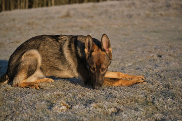 Beautiful young German Shepherd female dog in a meadow in winter on a sunny day in Skaraborg Sweden