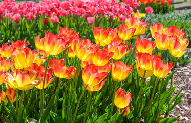 Field of Pink and Yellow Tulips, Tulipa Suncatcher' in the Foreground with Blurred Pink Tulips in...