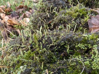 Cladonia (pixie-cup) lichen in the British countryside