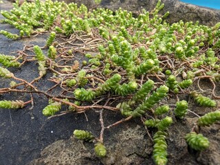 Biting Stonecrop (Sedum acre) growing on a wall in a British village
